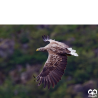 گونه عقاب دریایی دم سفید White tailed Eagle